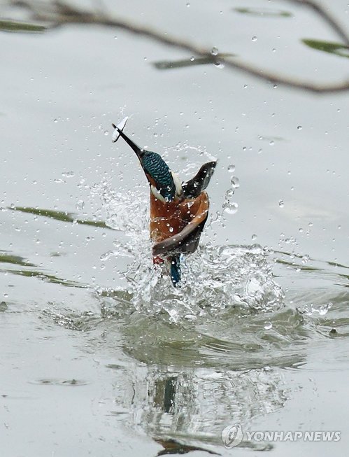 20110519 물총새 사냥 물고기.jpg 물총새의 사냥 